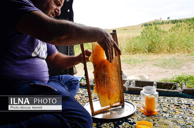 زنبورداری و تولید عسل در داماش گیلان 