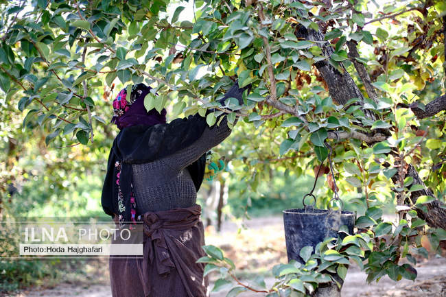 برداشت گلابی از باغات چناران
