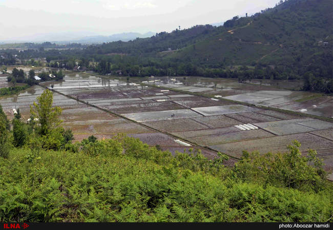 نشاء (کشت برنج) در گیلان