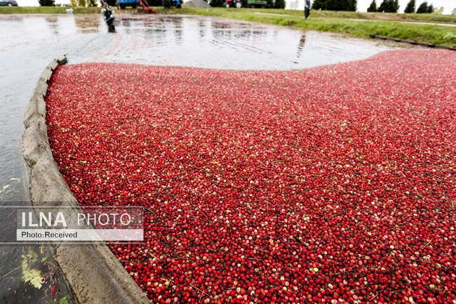 برداشت زغال اخته  در بلاروس