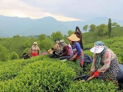 برداشت بیش از ۵۰ هزار تن برگ سبز چای از باغ‌های شمال کشور