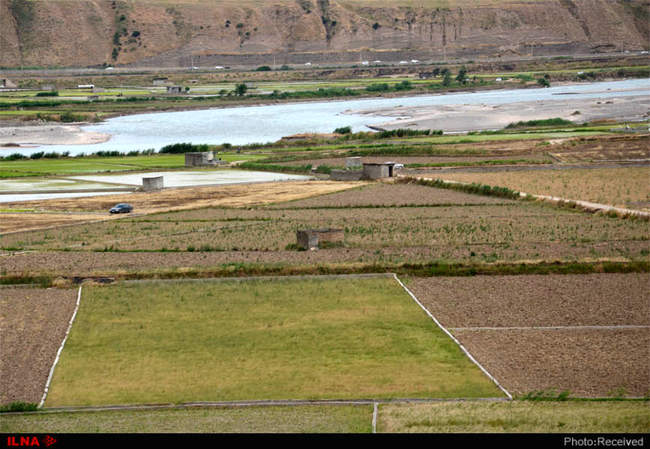 آتش بی‌آبی در شالیزاران رستم آباد -  گیلان