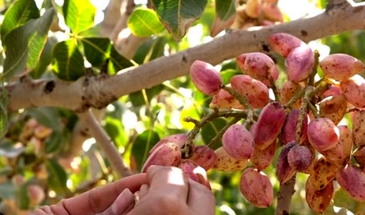 صادرات پسته با ارزش ۹۱۵ میلیون دلار در سال گذشته