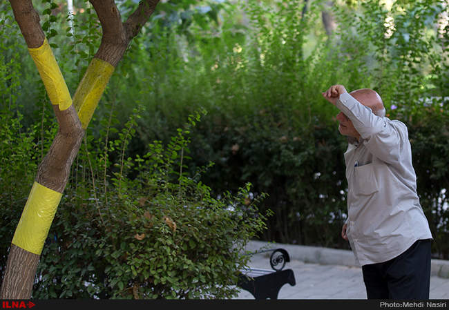 خیابانهای تهران در تصرف سفید بالک ها