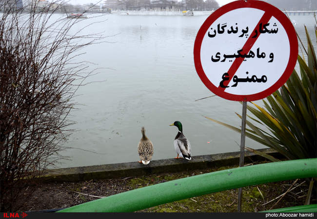 حضور پرندگان مهاجر در استخر لاهیجان - گیلان