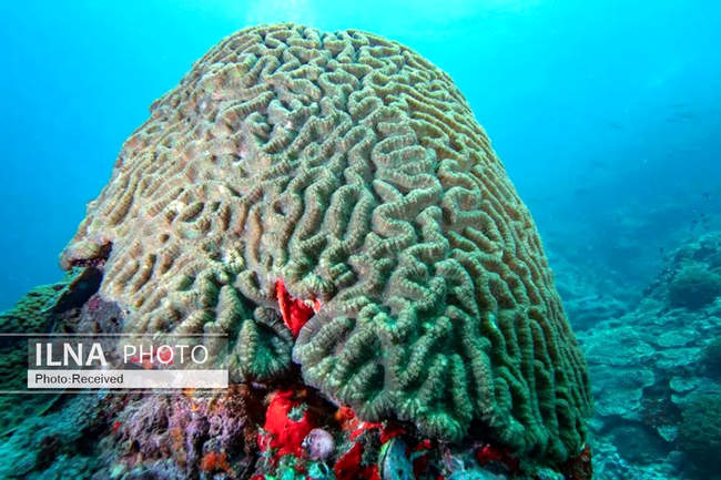 بهشت مرجانی در اعماق دریای عمان