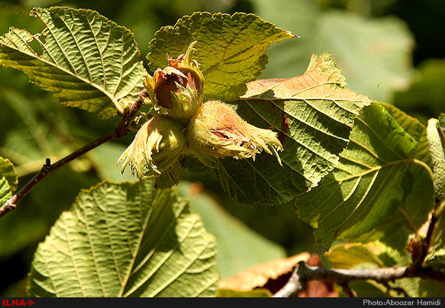 برداشت فندق در رودبار گیلان