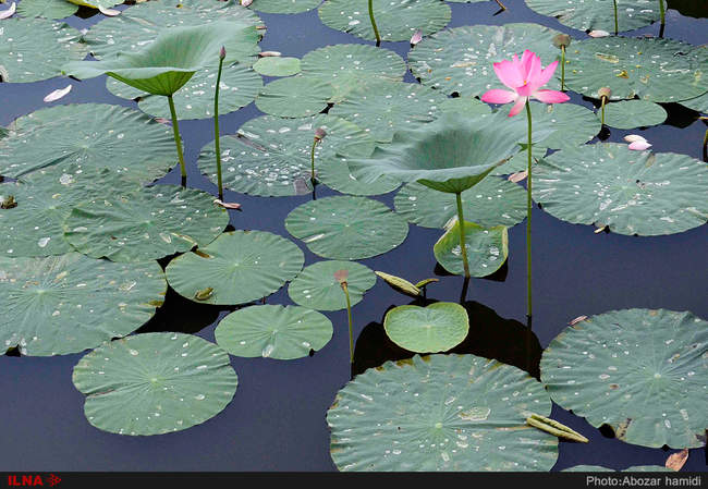 رویش نیلوفر آبی در لنگرود گیلان