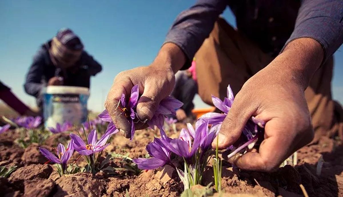سهم ایران از بازار جهانی زعفران رو به افول است /  زعفران ما هنوز ناشناخته است