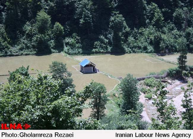 نشاء سنتی برنج