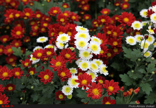 بهار، جلوه زیبای خداوند