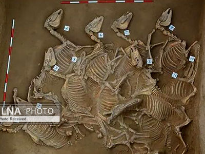 کشف گودال‌های قربانی مملو از اسکلت اسب در شهر عصر برنز در چین