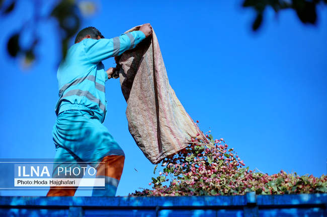 برداشت پسته از باغات نیشابور