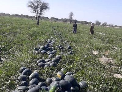 افتتاح ۶۹۶ طرح بخش کشاورزی سیستان و بلوچستان آغاز شد