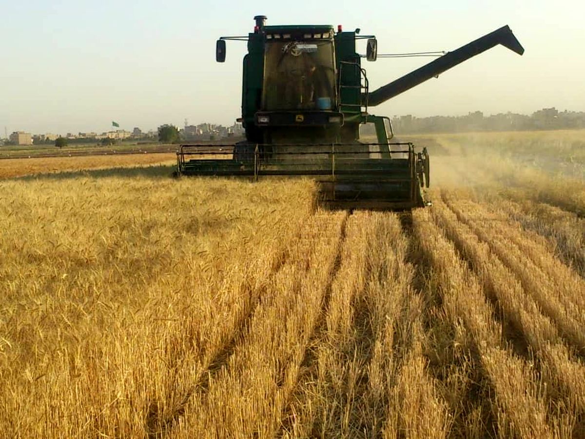 آغاز برداشت مزارع طلایی غلات در نیشابور