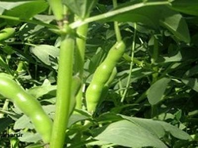 پیش‌بینی برداشت ۱۰ تن در هکتار باقلا از اراضی سرپل ذهاب