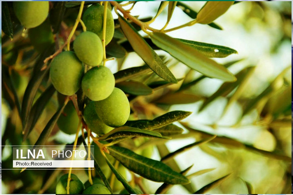 خرید حمایتی زیتون از باغداران قزوین کلید خورد