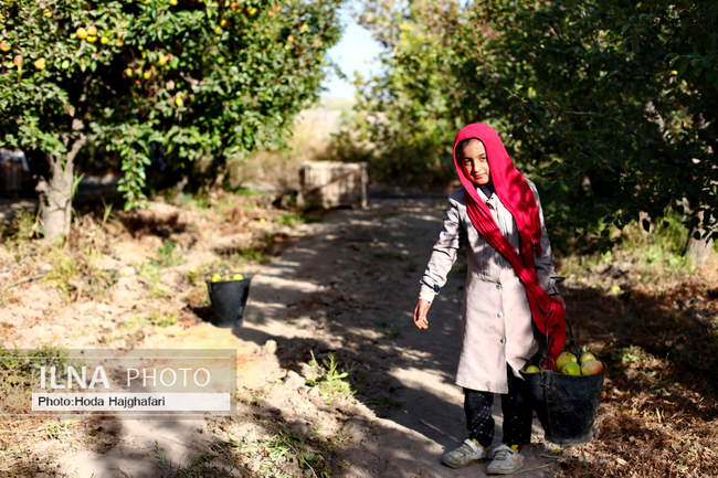 برداشت گلابی از باغات چناران