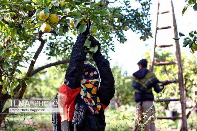 برداشت گلابی از باغات چناران