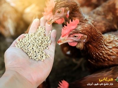 ویتامین های مورد نیاز جوجه + منابع تامین