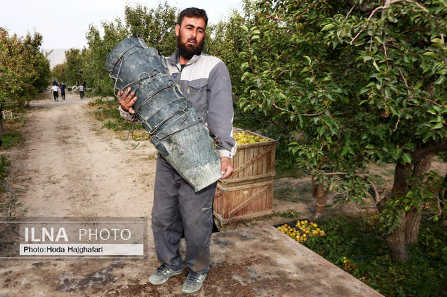 برداشت گلابی از باغات چناران