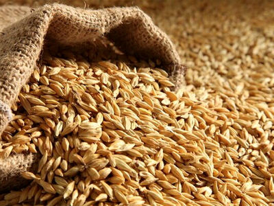 پیش‌بینی تولید 100 هزار تن جو در مزارع قزوین