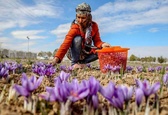 وامِنان؛ زندگیِ جمعیِ زعفرانکارانی که می‌خواهند دلالی را حذف کنند/ تسهیلات دولتی برای کمک به تعاونی‌های روستایی ضروری است