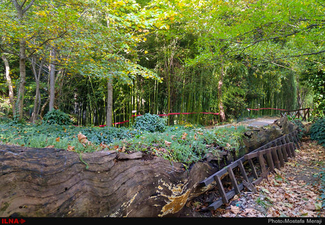 گزارش اختصاصی ایلنا از پاییز در باغ بوتانیکال تفلیس