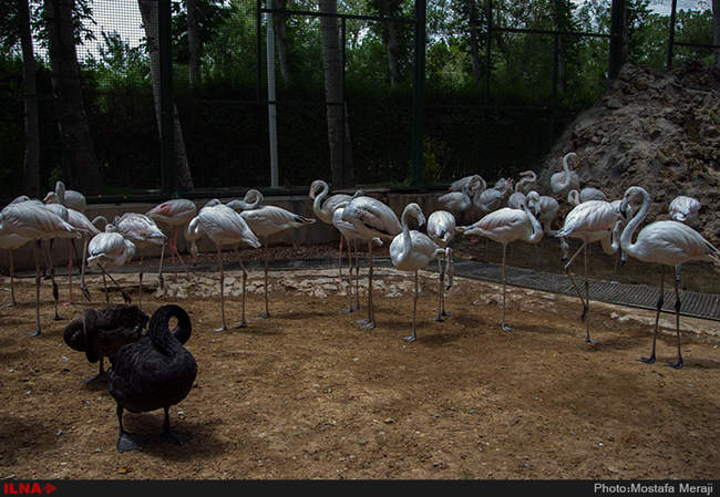 باغ پرندگان اصفهان