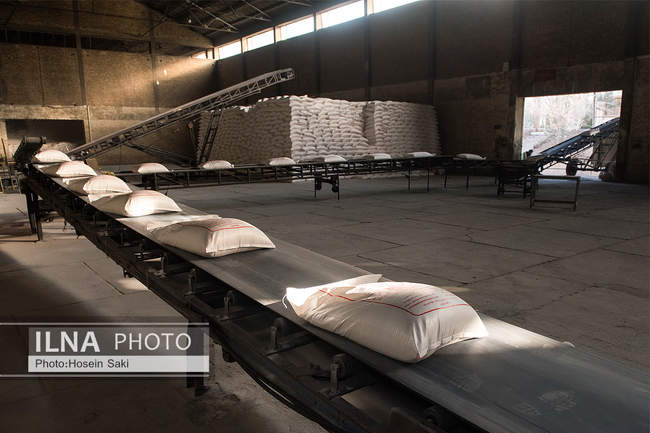 تولید شکر از چغندر قند 