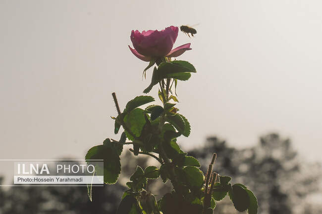  گل محمدی