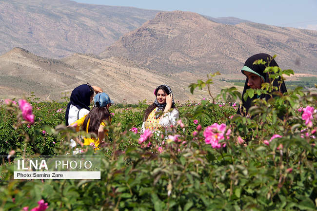 ۸اردیبهشت، روز ملی میمند