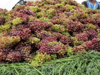 پیش‌بینی برداشت بیش از ۲ هزار تن انگور از تاکستان‌های مهاباد/ افزایش ۳۰ درصدی تولید انگور در شهرستان