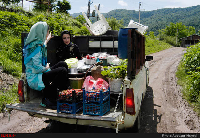 برداشت توت فرنگی در روستای سی دشت رودبار گیلان