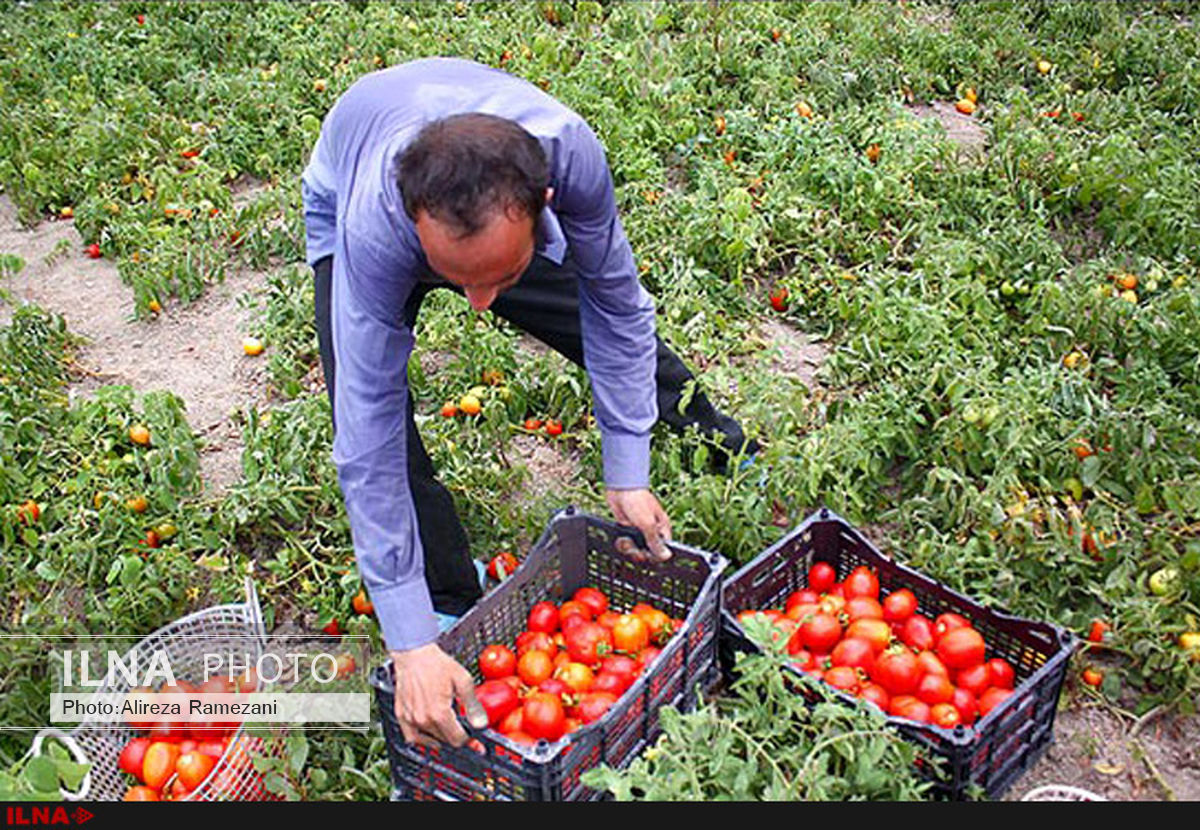 کارگران آبگینه برای خرج زندگی گوجه‌ می‌چینند 