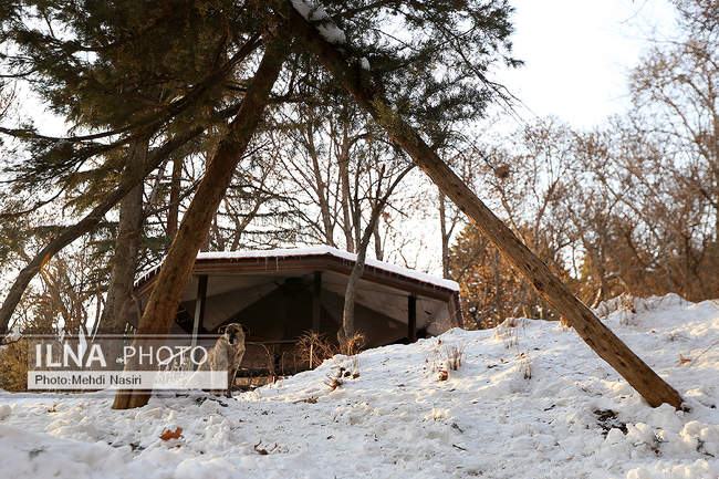 برف زمستانی پارک جمشیدیه