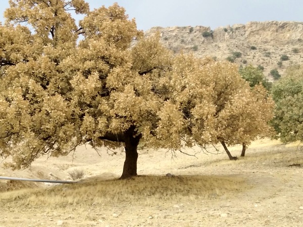 طغیان دوباره پروانه برگ خوار در جنگلهای زاگرس/ حال 23 هزار هکتار از جنگلهای بلوط استان وخیم است/ پولی برای شکست آفت نداریم