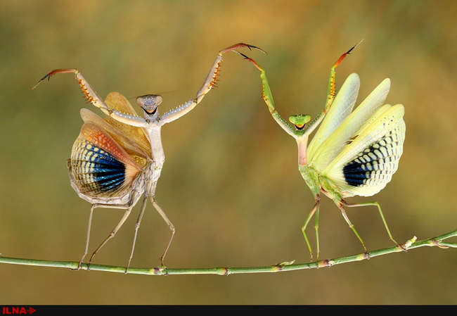  برندگان جایزه عکاسی 