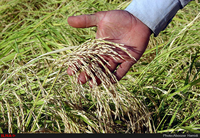 آخرین برداشت خوشه های طلایی برنج در 