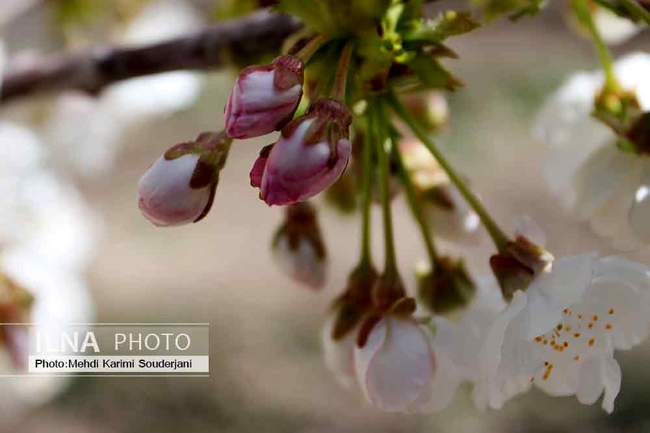 شکوفه های بهاری اصفهان 