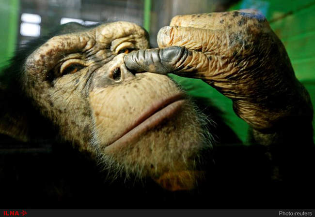 عجیب و غریب ترین تصاویر خبری جهان در سال گذشته