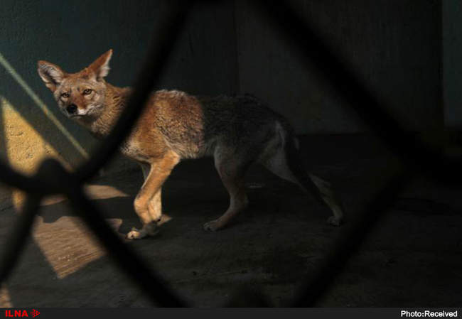 قاچاق حیوانات