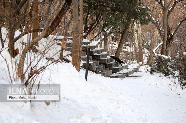 برف زمستانی پارک جمشیدیه