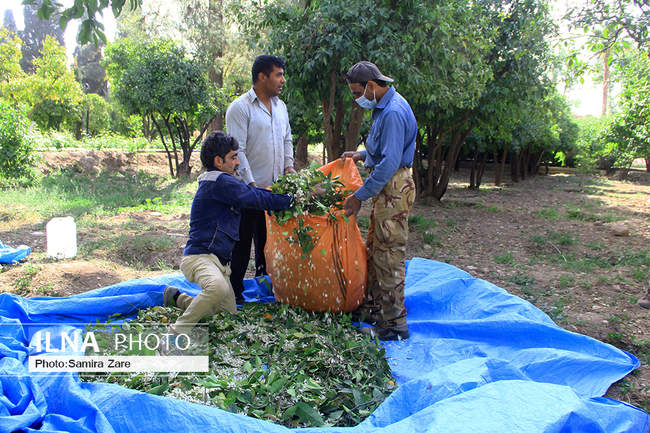 برداشت بهارنارنج از باغ دلگشادر شیراز