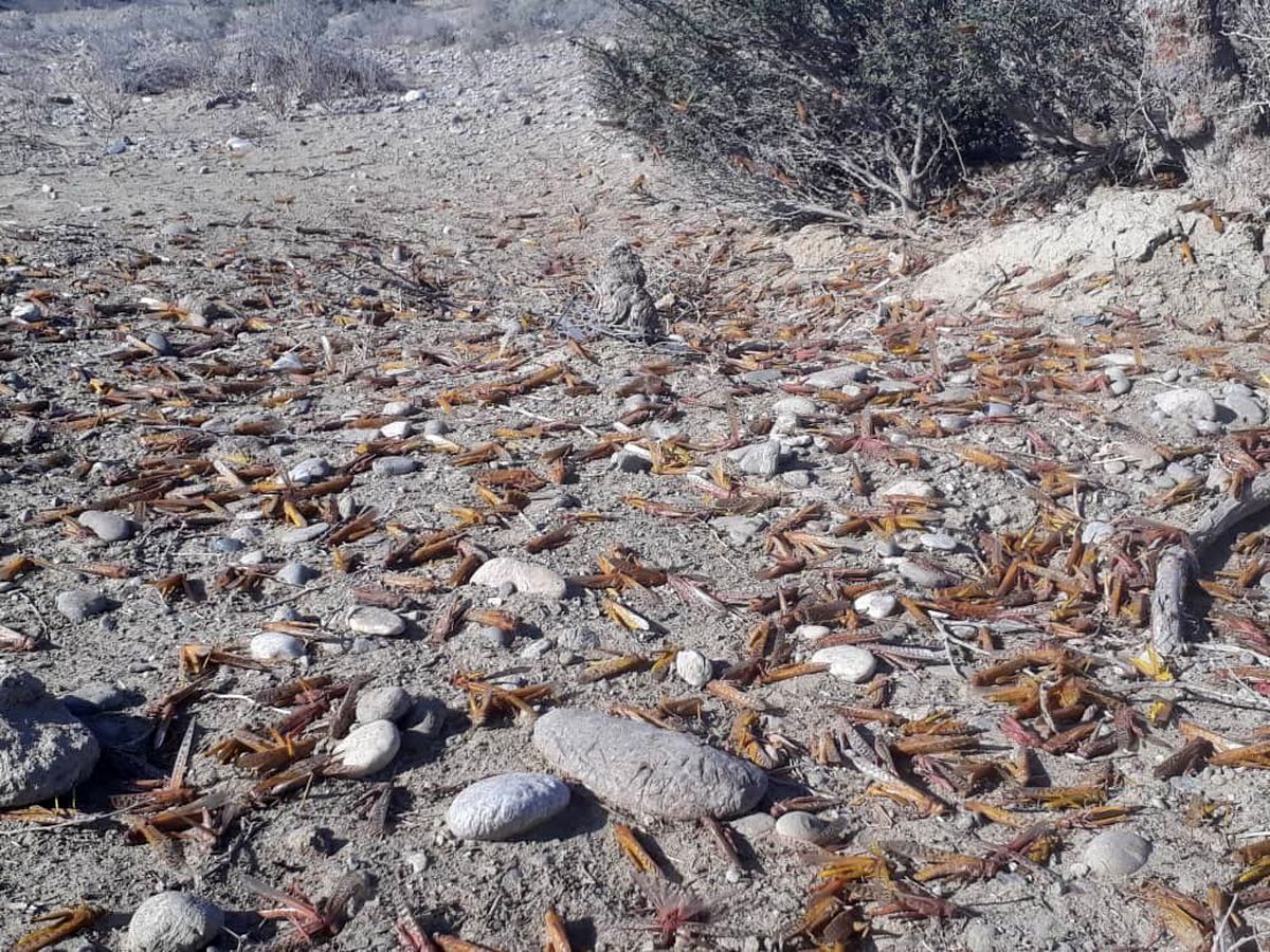 مبارزه با ملخ صحرایی در شهرستان کنارک