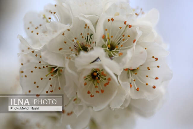 گلهای بهاری