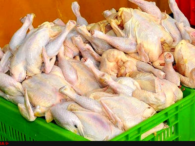 برای صادرات مرغ به قطر مشکلی نداریم/ کاهش ۲۵۰ تومانی قیمت مرغ