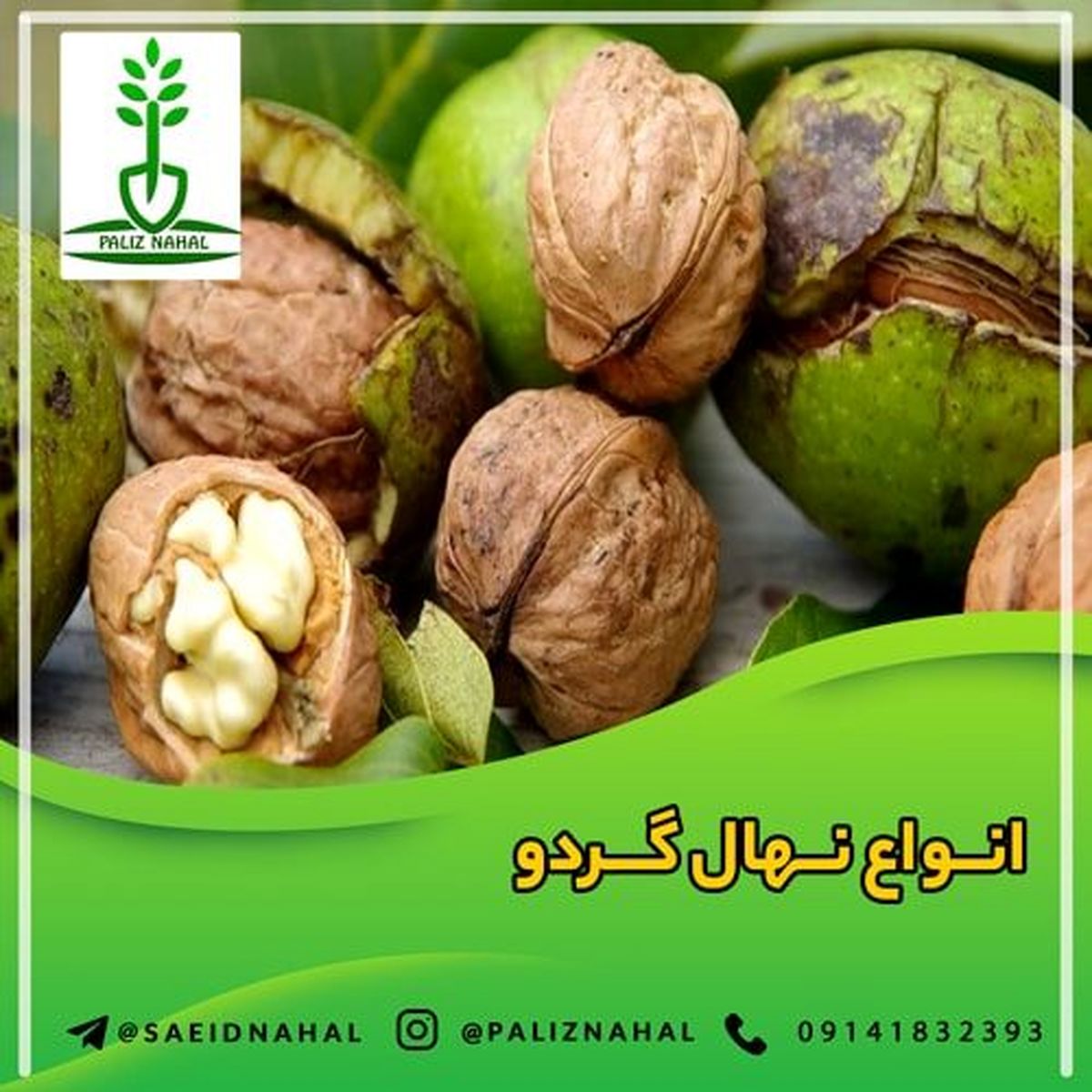 از کجا بدون واسطه نهال گردو خریداری کنیم؟ + مشاوره رایگان