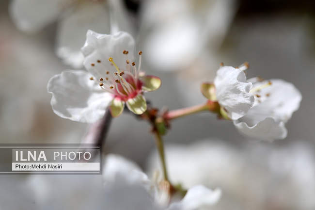 شکوفه های بهاری