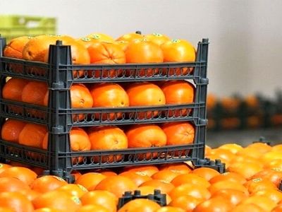 آغاز ذخیره خرمای مورد نیاز ماه رمضان و میوه شب عید/ سبد متنوع میوه در برخی استان‌ها 